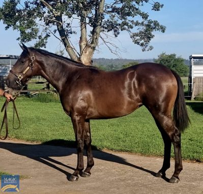 Brazen Beau X Clear Motive