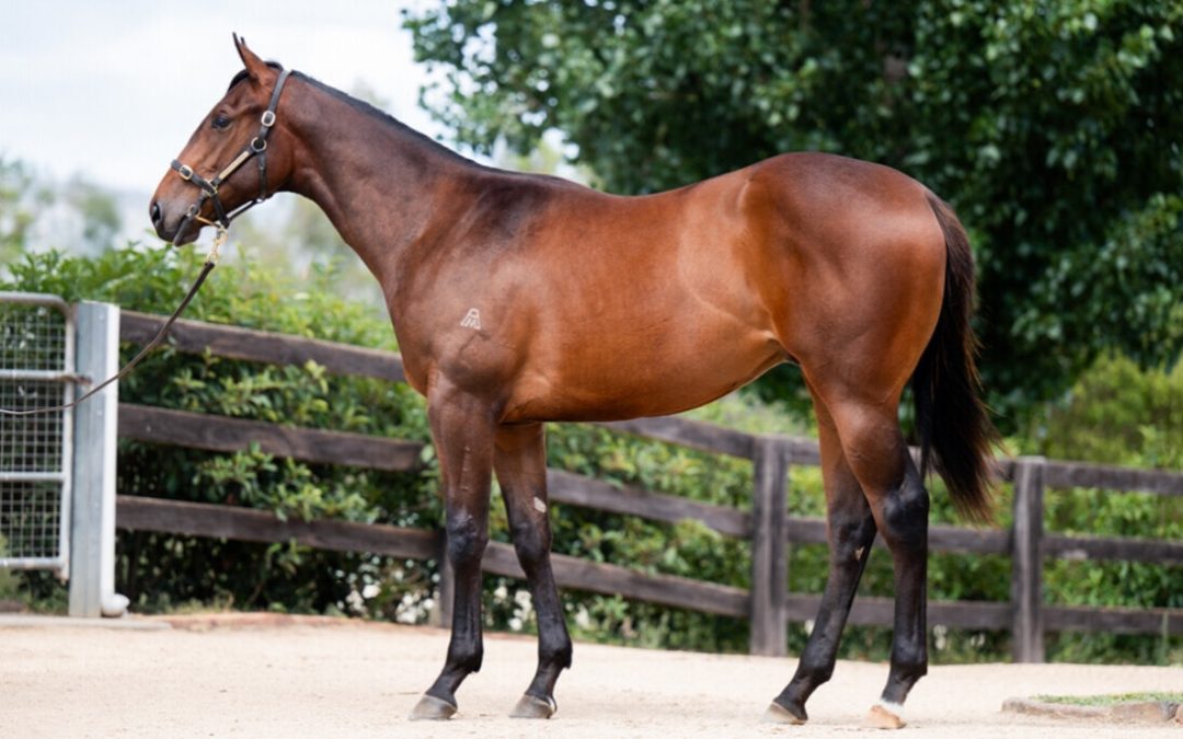 Un-named (Spirit Of Boom – Stellara)