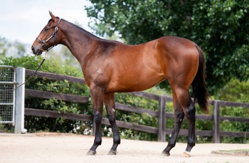 Spirit Of Boom X Stellara