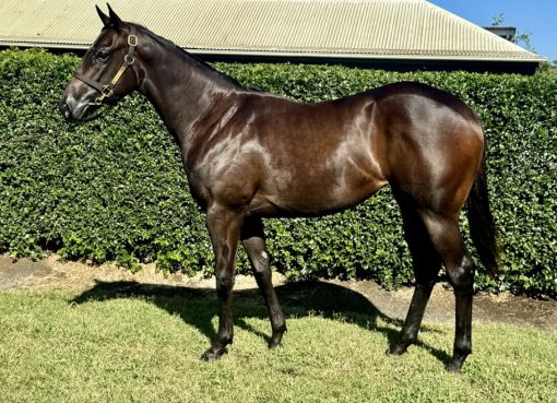 Spirit Of Boom X Scarlet Tycoon