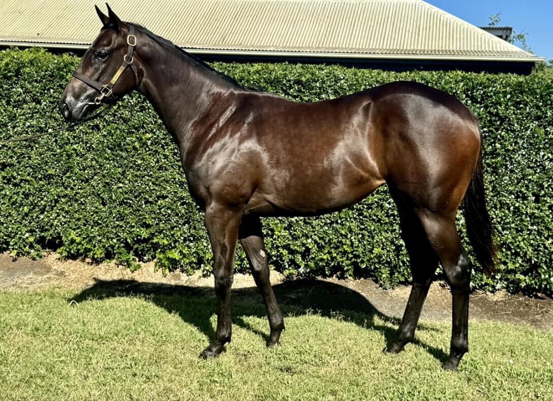 Un-named (Spirit Of Boom – Scarlet Tycoon)